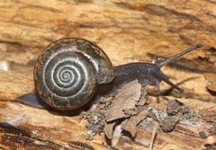 Helminthoglypta uvasana