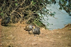 Pternistis leucoscepus