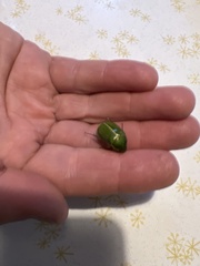 Stethaspis suturalis