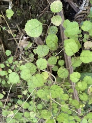 Rhabdothamnus solandri