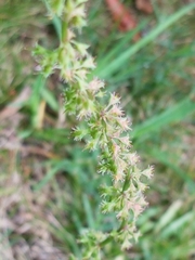 Rumex brownii