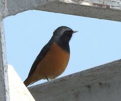 Phoenicurus hodgsoni