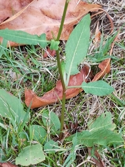Rumex brownii