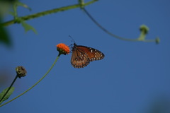 Danaus eresimus montezuma