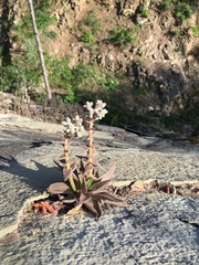 Dudleya
