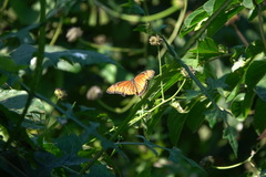 Danaus eresimus montezuma