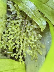 Hymenophyllum flexuosum