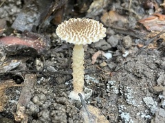 Saproamanita