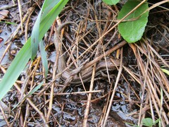 Plestiodon skiltonianus