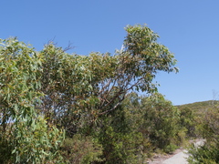 Eucalyptus megacarpa