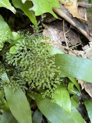 Hymenophyllum flexuosum