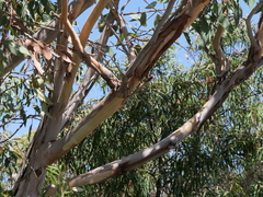 Eucalyptus megacarpa