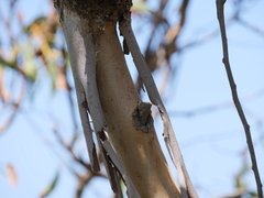 Eucalyptus megacarpa