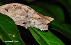 Brookesia superciliaris
