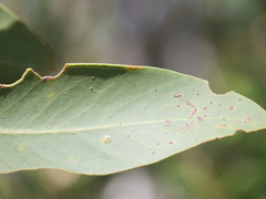 Eucalyptus megacarpa