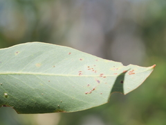 Eucalyptus megacarpa