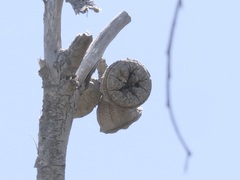 Eucalyptus megacarpa