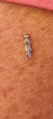 Endrosis sarcitrella