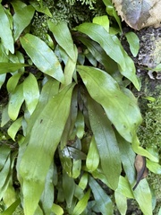 Loxogramme dictyopteris