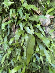 Loxogramme dictyopteris