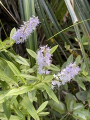 Veronica ligustrifolia