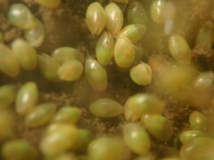 Ostracoda