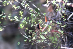 Clinopodium mexicanum