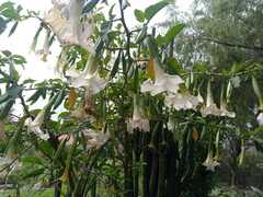 Brugmansia