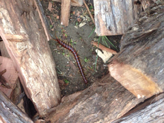 Cormocephalus rubriceps