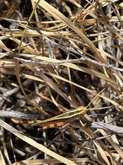 Macrocara conglobata
