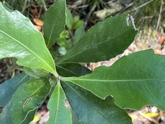 Alseuosmia macrophylla