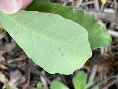 Alseuosmia macrophylla