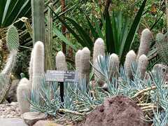 Trichocereeae