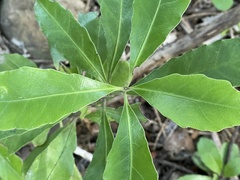 Alseuosmia macrophylla