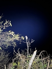 Strix virgata