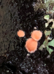 Aleurodiscus grantii