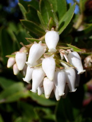 Arctostaphylos montaraensis