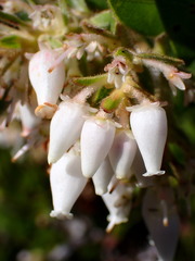 Arctostaphylos montaraensis