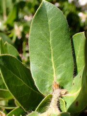 Arctostaphylos montaraensis