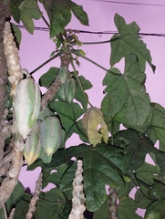 Vasconcellea pubescens