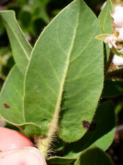 Arctostaphylos montaraensis
