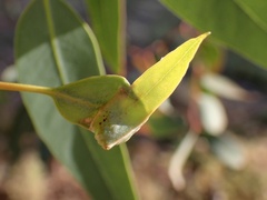 Cymbacha