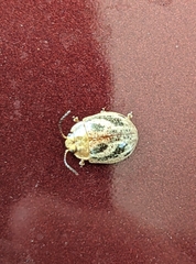 Paropsisterna semifumata