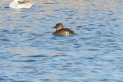 Thalassornis leuconotus