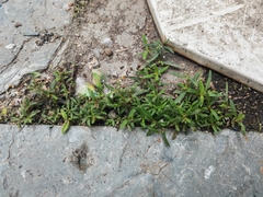 Oldenlandia corymbosa