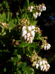 Arctostaphylos montaraensis