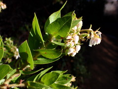 Arctostaphylos montaraensis