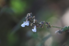 Salvia protracta
