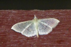 Poliobotys ablactalis