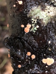 Aleurodiscus grantii